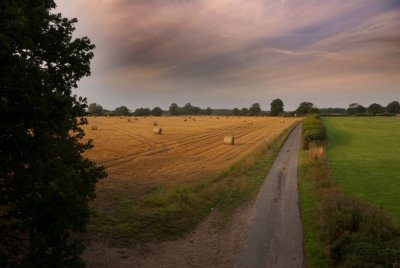Field 2.jpg