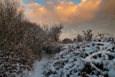Path to Elmhirst II
