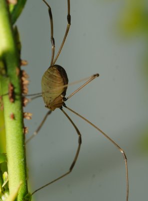 longlegs1.jpg