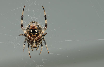 spider.jpg