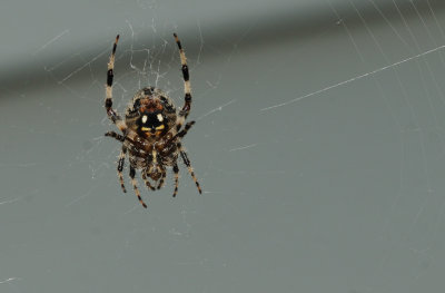 spider2.jpg