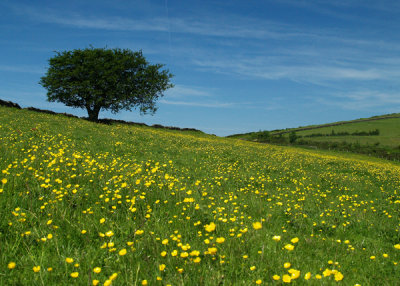 Buttercup field.jpg