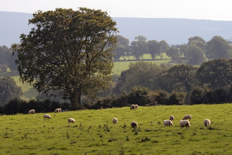 Tree and sheep