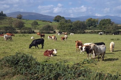 Irish cattle