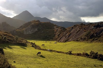 Cattle in the mountains