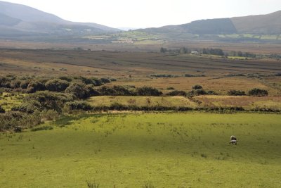 Green Irisch landscape