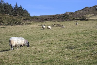 Grazing sheep