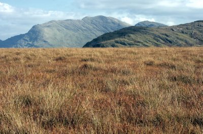 High grass and mountains