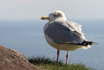 Seagull