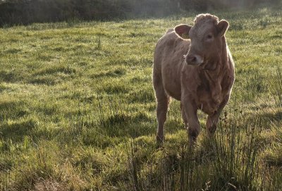 Cow