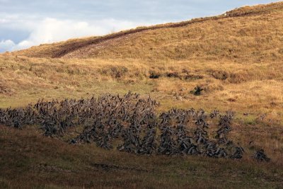 Connemara peat bog