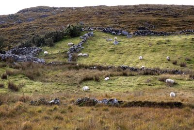Sheep in the Connemara