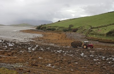 Transport of harvested seaweed