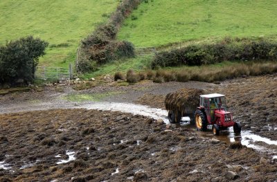 Transport of harvested seaweed