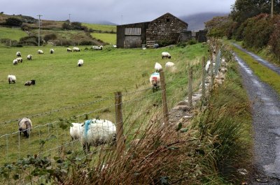 Sheep