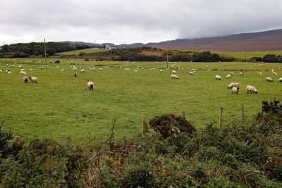 Sheep field
