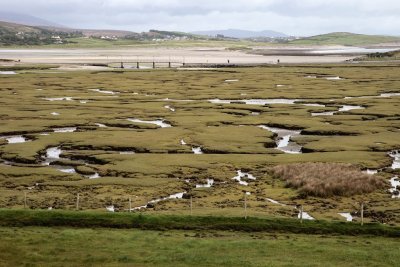 Salt Marsh