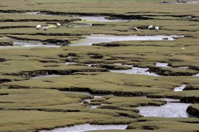 Salt Marsh