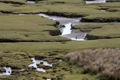 Salt Marsh