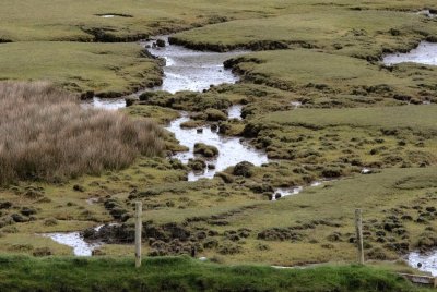 Salt Marsh