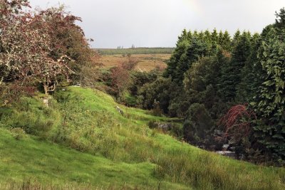 Grass and trees