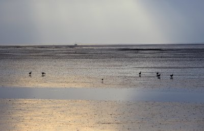 Ebb tide delta of the Waddenzee