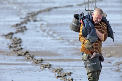 Fisherman digged sea worms during ebb tide