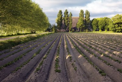 Farm and potato field