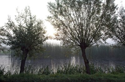 Pollard Willows in a misty world