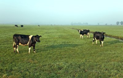 Cows