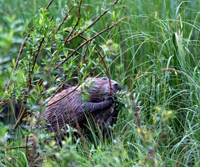 Beaver gnawing