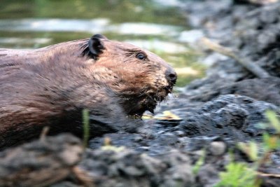 Beaver repairs a dam