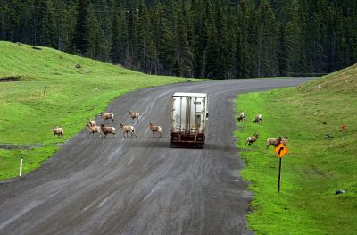 Big Horn Sheep on the road