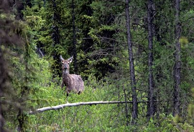 Mule Deer