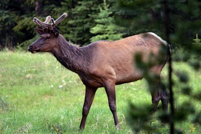 Elk