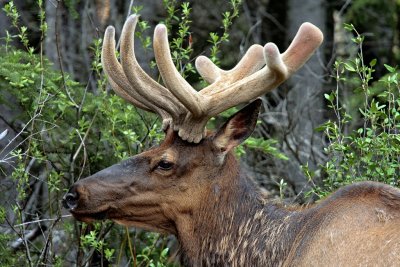 Elk