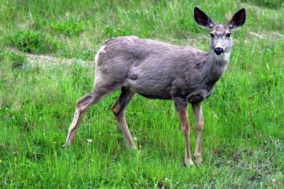 Mule Deer