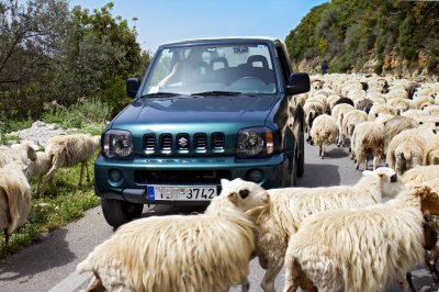 Sheep on the road