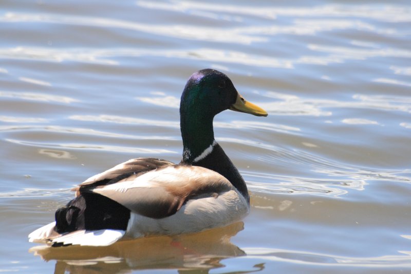 Centre dInterprtation de la Nature du Lac Boivin