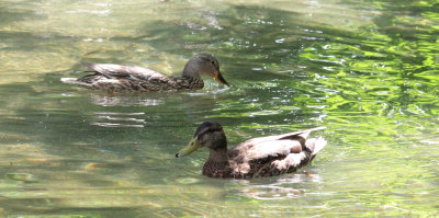 Zoo de Granby