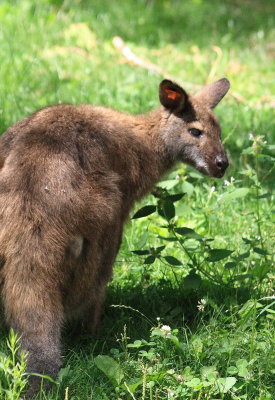 Zoo de Granby