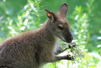 Zoo de Granby