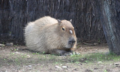 Zoo de Granby