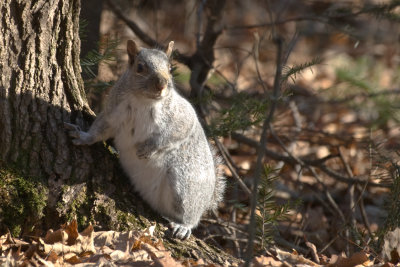 Il a fait ses rserves de graisse pour l'hiver