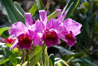 Orchides