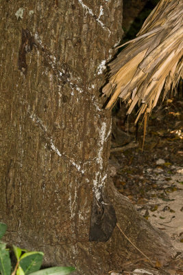 Arbre  'chikel'