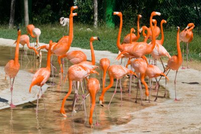 Flamants rose