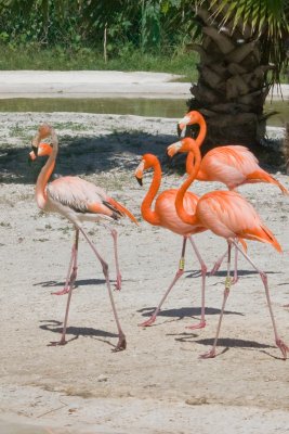 Flamants rose