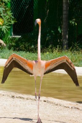 Flamant rose