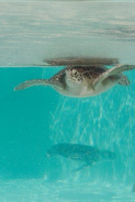 Tortue de mer